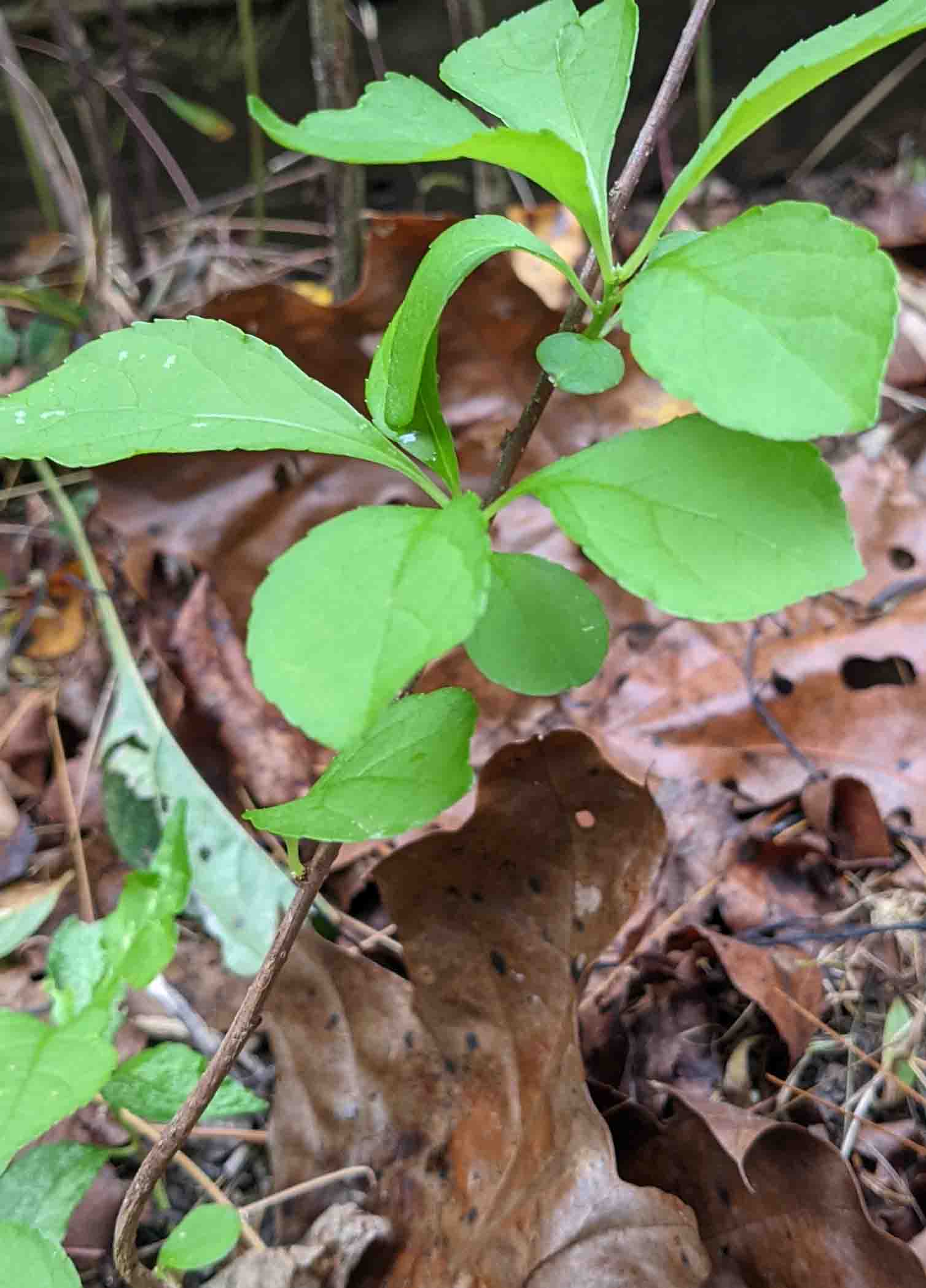 Oriental Bittersweet seedling