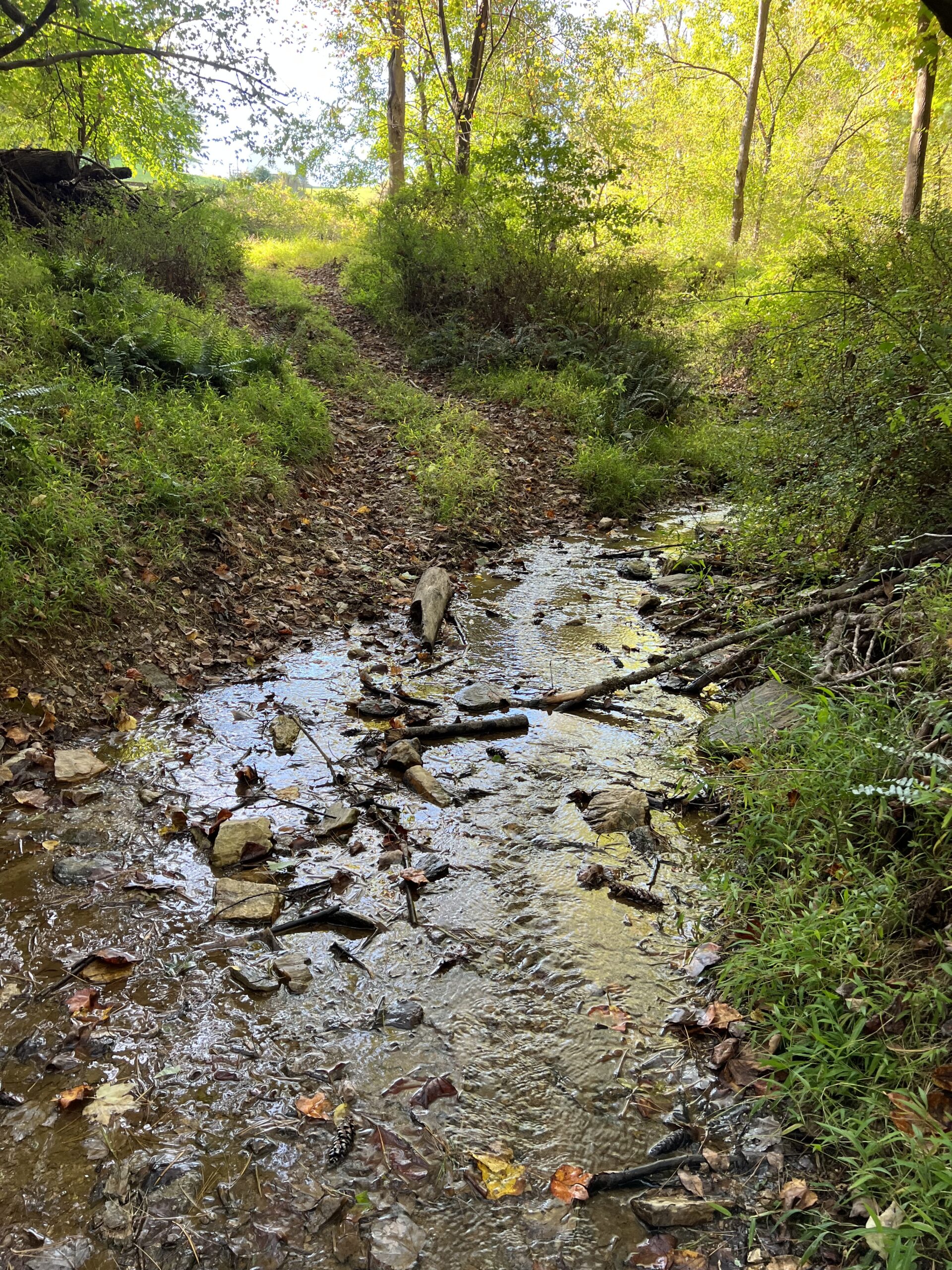 Stream Crossing